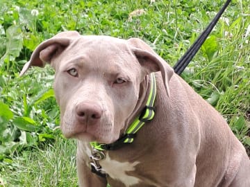 American bully · Torshälla · Privatperson