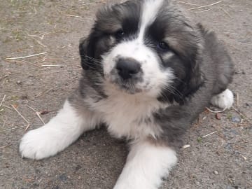 Blandras  Pyrenne/Leonberger · Nossebro · LexieLejas