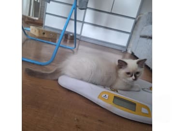 Ragdoll · Anderslöv · S*Earth Angel's