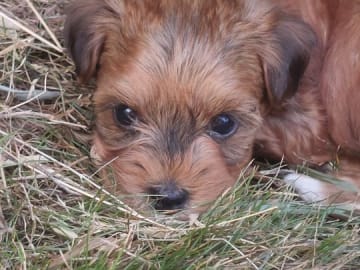 Bichon havanais · Dösjebro · Herdsmaid's