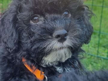Maltipoo · Ystad · Jenny M.