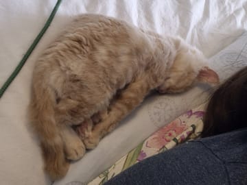 Maine Coon · Västra Frölunda · Dagdrivarn