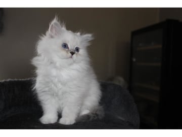 Sibirsk skogkatt