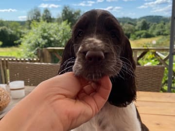 Engelsk springer spaniel · Västra Ämtervik · Favours