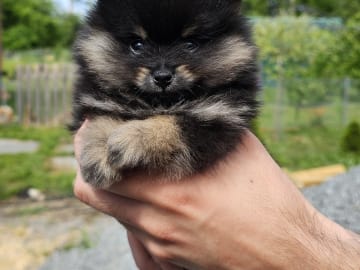 Pomeranian · Enköping · Pomsik Rakaaig
