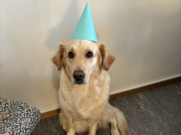 Golden Retriever · Linköping · Hanna B.