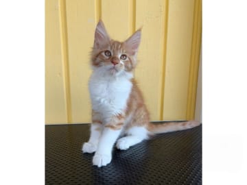 Maine Coon · Motala · SE*Knäkattens
