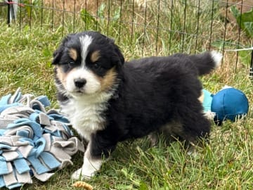Miniature American Shepherd · Vittsjö · Kewonne