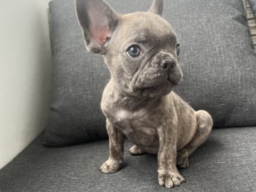 Fransk bulldogg · Norrköping · Emiras frallor