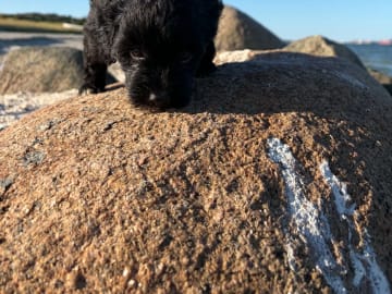Maltipoo · Kirkholt · Ellinor C.