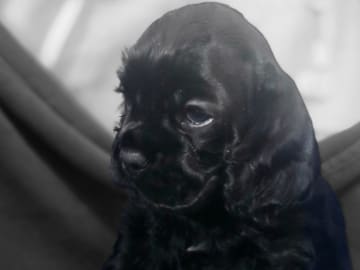 Amerikansk cocker spaniel · Bottnaryd · De La Pi's