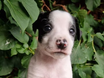 Dansk-svensk gårdshund · Åmål · Björkils