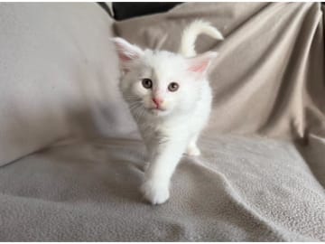 Norwegian Forest · Torslanda · S*Kronängens