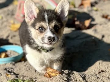 Welsh Corgi Pembroke · Spydeberg · Spydebergspoten