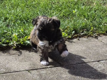 Lhasa Apso · Slagelse · Black Peek A Boos