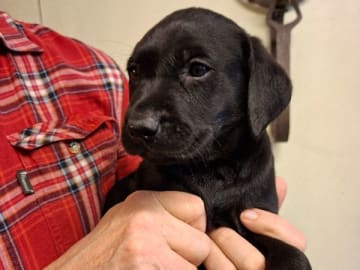 Labrador retriever · Glava · Tail Tip's