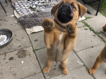 American Akita/Rottweiler · Edane · Inget