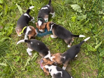 Beagle · Trångsviken · Drafgården