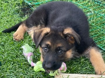Tysk Schäferhund · Marieholm · Birgdahls