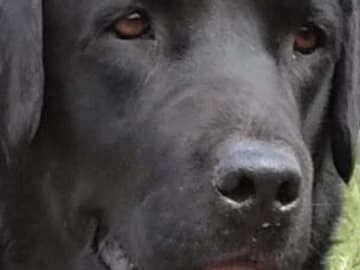 Labrador retriever · Lövestad · Elimar