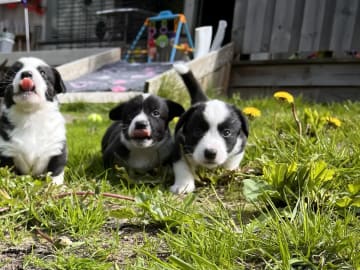 Welsh corgi cardigan · Melbu · AnKiAlvana