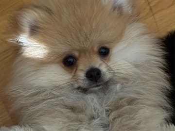 PomchiPaws