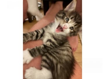 Norsk skogkatt · Enköping · Lodahlshjem