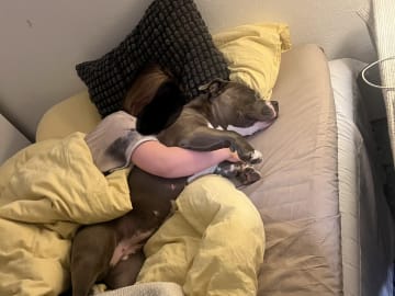 American bully · København · Joan J.