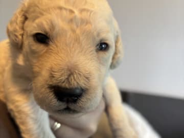 Goldendoodle · Västerlanda · Lugnets kennel