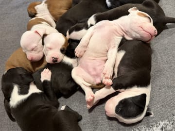 Patrick Nielsen Amstaff