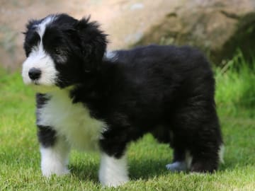 Bearded collie · Hammarö · Hillbacka