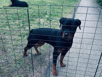 Rottweiler · Eksjö · Sofia Lindholm