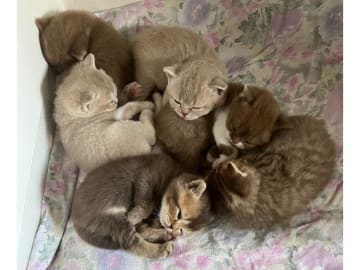 British Shorthair · Färjestaden · SE*Forsberg's