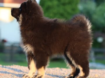 Finsk lapphund · åtvidaberg · Domras