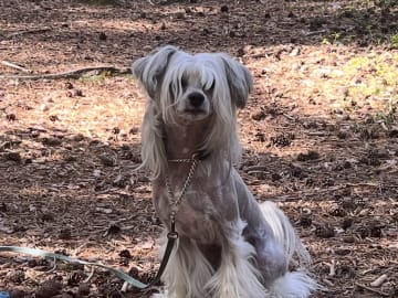 Chinese crested dog · Lycksele · Ida S.