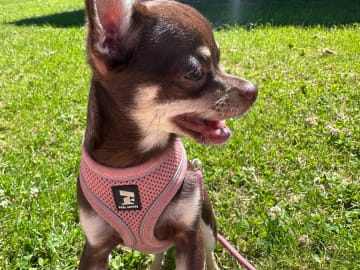 Chihuahua · Mölndal · My Little Chi