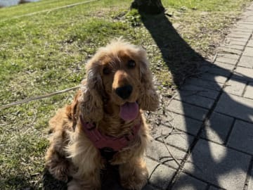 Cocker spaniel · Helsingborg · Sofie F.