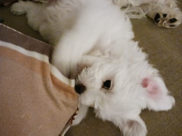 CavaMaltiShihPoo · Fränsta · Katarina H.