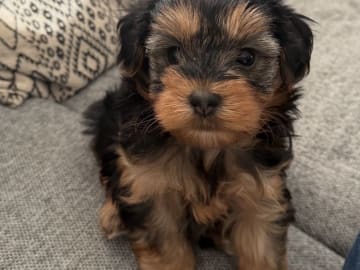 Yorkiepoo valpar toypudel yorkshireterrier · Näsviken · Lustbacka