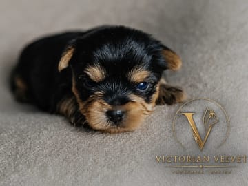 Yorkshire terrier · Oslo · Anna Victoria Borge