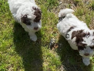 Shihpoo · Nol · Lyckliga Vovven