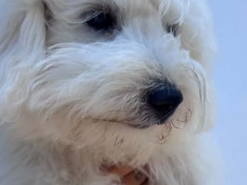 Coton de tuléar · Aalborg · Kystvejens Coton og Xolo