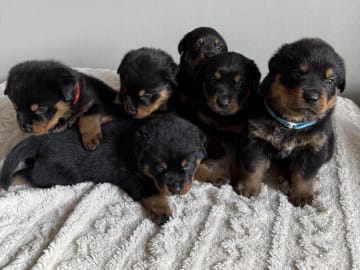 Rottweiler/American Bully XL · Gärsnäs · Helena