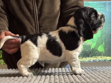 Cocker spaniel · Hallstavik · Passion Spaniels