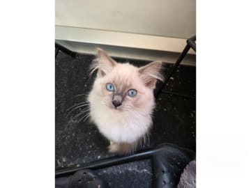 Ragdoll · Vårby · SE*Ragsu's