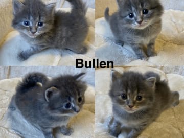 Maine coon / ragdoll / mix · Ursviken · Karin T.