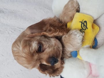Amerikansk cocker spaniel · Biristrand · Colorcatcher