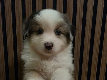 Miniature American Shepherd · Hyllinge · Lina Bäckström