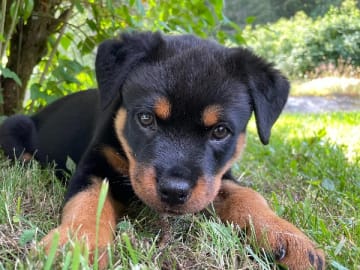 Rottweiler · Strängnäs · Roxhills