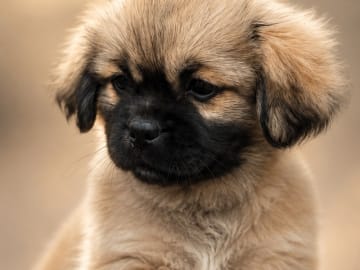 Tibetansk spaniel · Nyborg · Vagthuset's